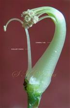   Stamens